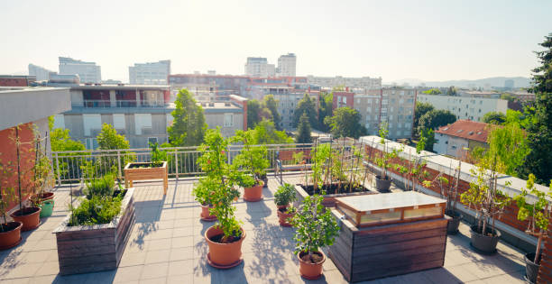 istock Vegetable plants pots on roof garden 1470970476
