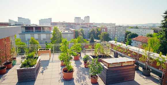 View of vegetable plant pots on rooftop garden during sunny day.
