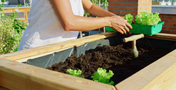 istock Woman planting lettuce plants 1470970479
