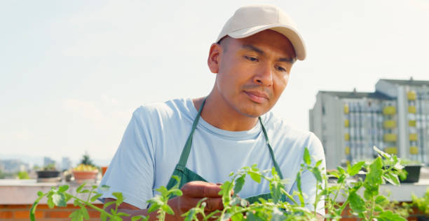 istock Man examining plant in rooftop garden 1470970485