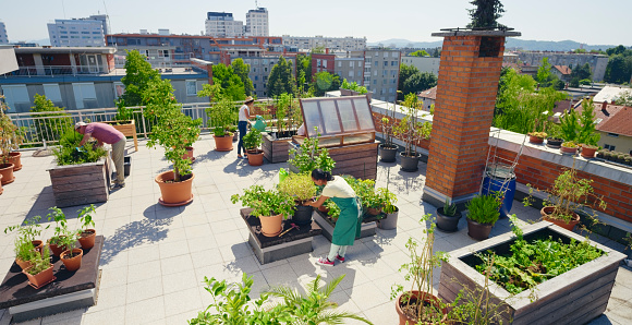 People gardening on rooftop vegetable garden during sunny day.