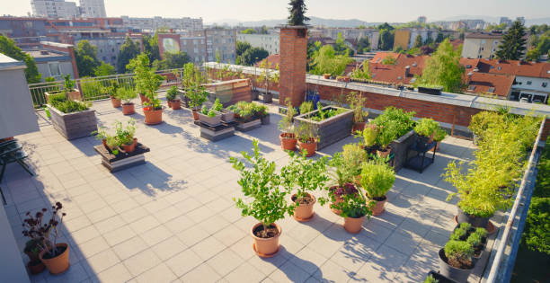 istock Vegetable plants pots on roof garden 1470970499