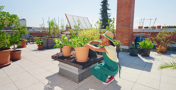 Woman working in vegetable plants pot on rooftop garden during sunny day.