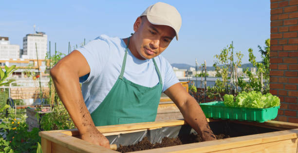 istock Man planting lettuce plants 1470970523