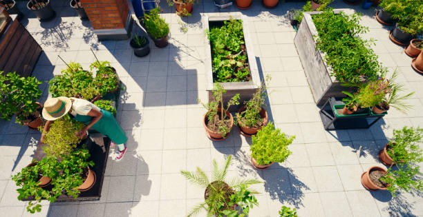 istock Woman working on rooftop garden 1470970525
