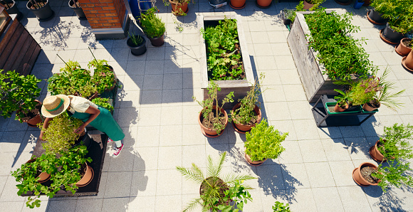 High angle view of woman working in vegetable plants pot on rooftop garden during sunny day.