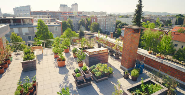 Vegetable plants pots on roof garden View of vegetable plant pots on rooftop garden during sunny day. terraced field stock pictures, royalty-free photos & images