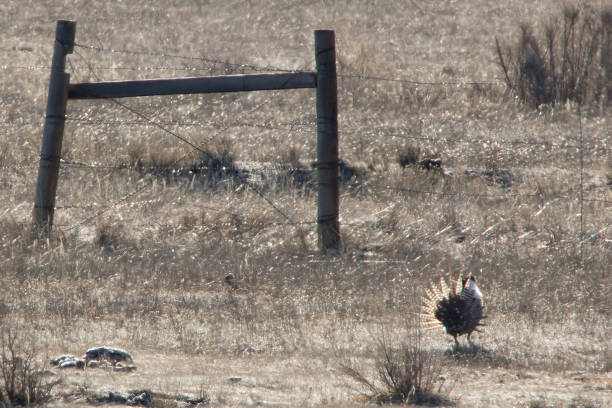 Rare wild Gunnison sage grouse displays on Colorado lek stock photo
