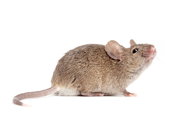 mouse close up isolated on white stock photo