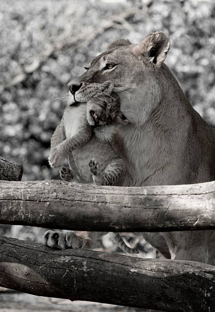 Lion. stock photo