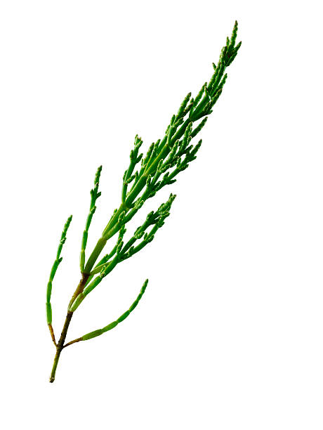 Samphire A single stalk of uncooked samphire isolated against a white background. Samphire is an edible plant that grows on marshland. salicornia stock pictures, royalty-free photos & images