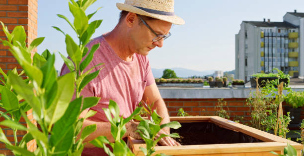 istock Man gardening plant in box 1470971550