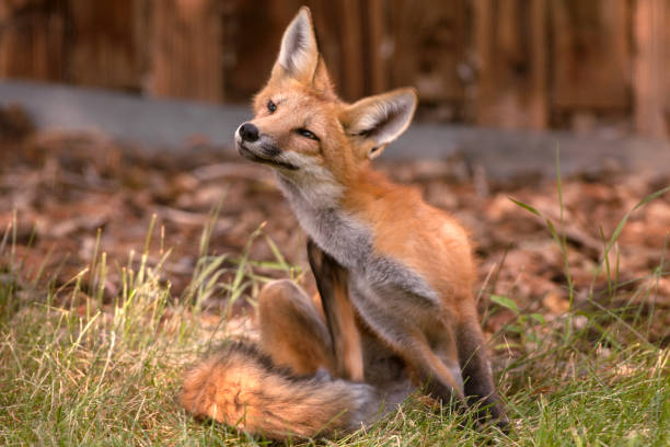 Wild red fox scratches an itch on lawn Denver Colorado stock photo