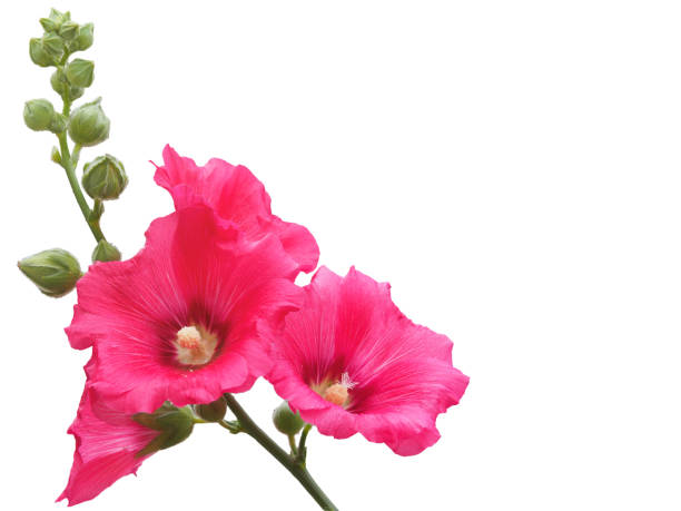 istock Bright pink Hollyhocks flowers, isolated on white background. 1470971909