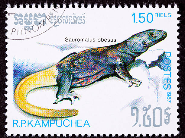 Canceled Cambodian Postage Stamp Yellow Common Chuckwalla Sauromalus Ater Obesus Common Chuckwalla Sauromalus ater formerly Sauromalus obesus - See lightbox for more sauromalus ater stock pictures, royalty-free photos & images