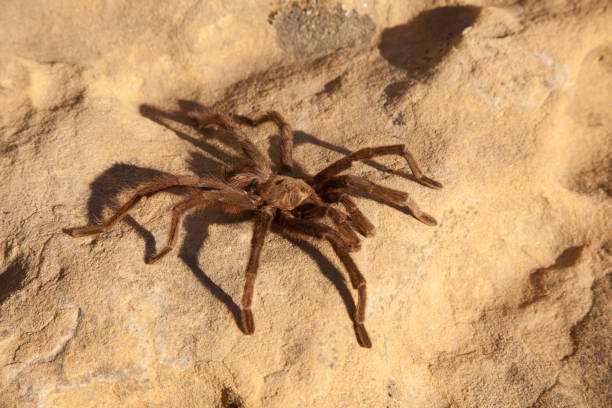 Wild large Oklahoma tarantula on sandstone southeast Colorado stock photo
