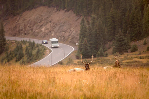 Elk rest as RV drives by Rocky Mountain National Park Colorado stock photo