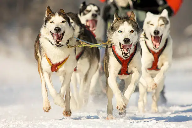 front view at four  sibirian huskies at race in winter