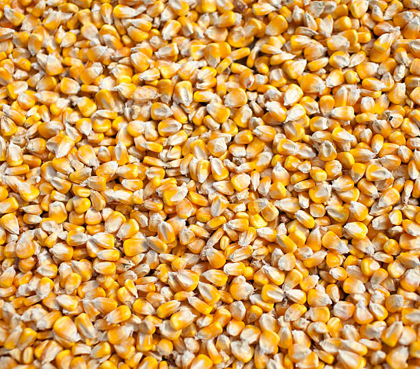 Corn background stock photo