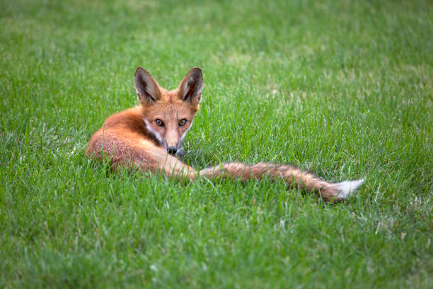 Wild red fox relaxes on lawn Denver Colorado stock photo