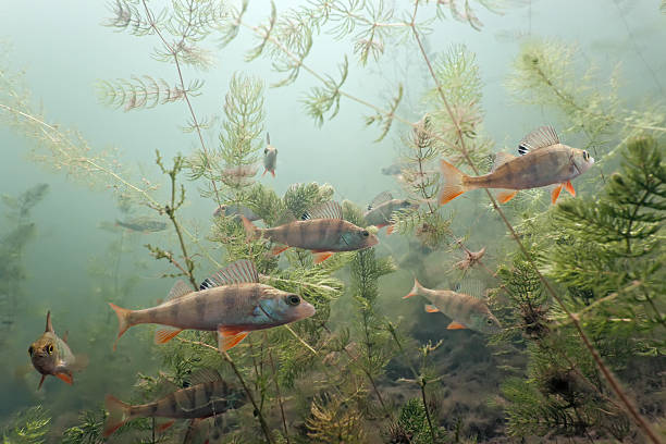 istock Shoal of perch 147097391