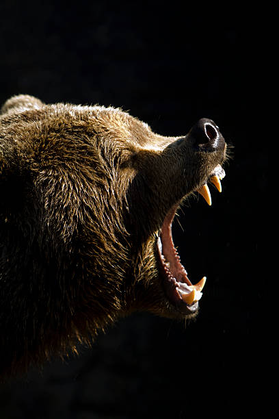 Brown Bear. stock photo
