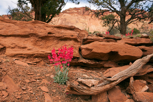 In Capitol Reef National Park, colorful Utah penstemon flowers grow out of the dried pine needles and red rocks along Capitol Gorge Pioneer Trail.