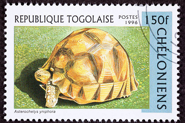 Canceled Togan Postage Stamp Angonoka, Ploughshare, Madagascar Tortoise, Geochelone Yniphora Tortoise known as Angonoka, Ploughshare, or Madagascar Tortoise, Geochelone Yniphora.  Formerly Astrochelys yniphora - See lightbox for more geochelone yniphora stock pictures, royalty-free photos & images