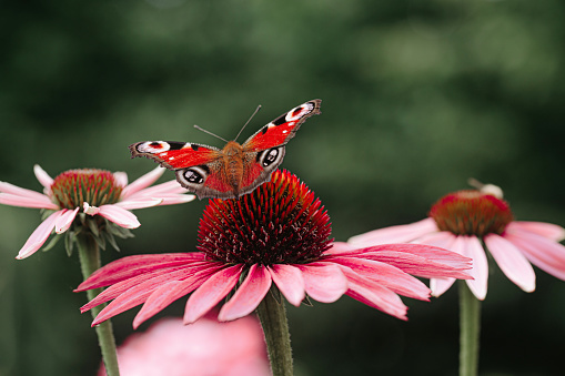 Echinacea flower with butterfly, macro image.