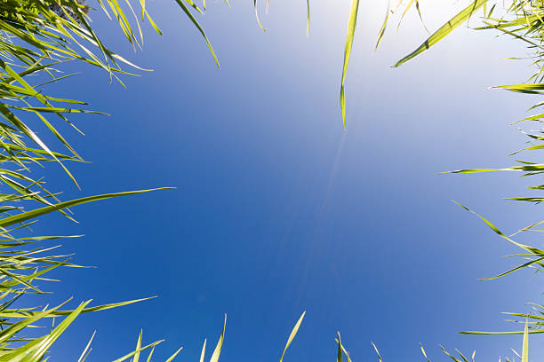 istock Green Grass and Sky XXL 147097497
