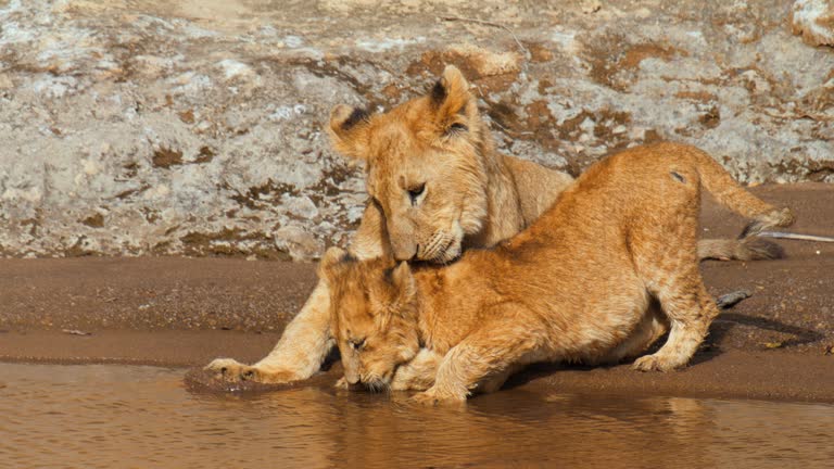 SLOW MOTION Affectionate lioness and lion cub at water stream. Mother's love is universal.