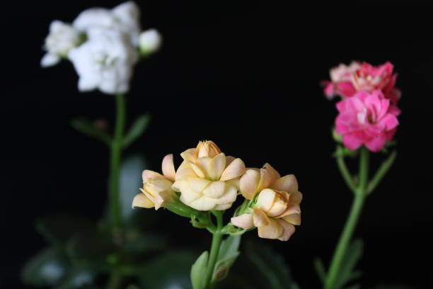 ein schwarzer hintergrund mit blumen davor. kalanchoe-blüte in drei verschiedenen farben - elefantenohr stock-fotos und bilder