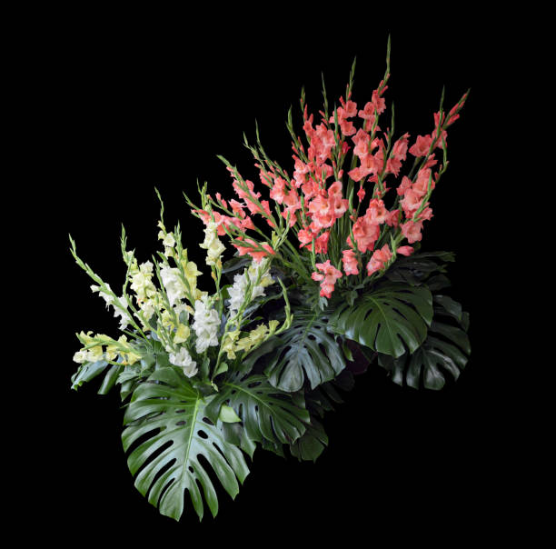 istock Tropical plant flower bush tree isolated on black background with clipping path. 1470975783