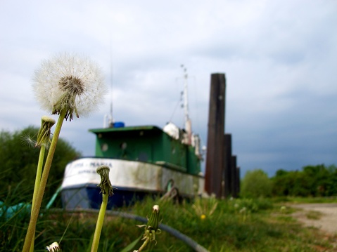 Closeup of dandelion with rusty abandoned sailboat in blurred background