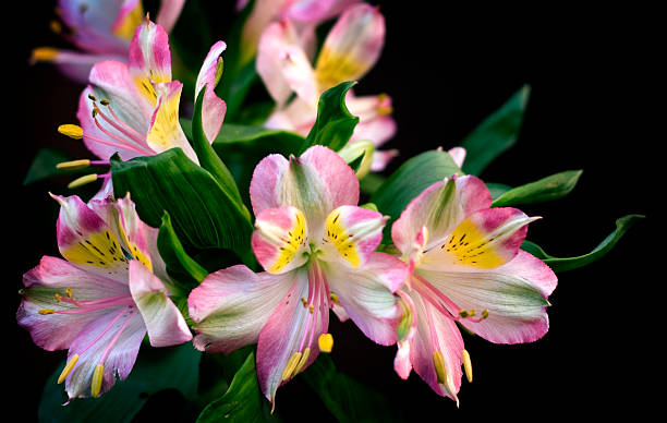 Peruvian Lily stock photo