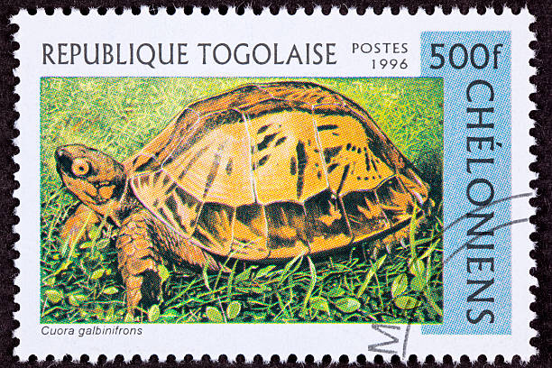 istock Canceled Togan Postage Stamp Vietnamese Box Turtle Cuora Galbinifrons Grass 147097760