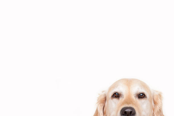 Golden Retriever hiding, looking at camera,  Copy-Space,  white background stock photo