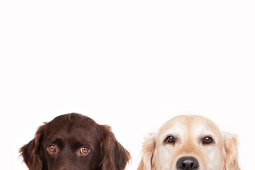 Two dogs hiding,  looking at camera,  Copy-Space,  white background