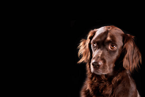 Small Munsterlander Dog, copy space, black background stock photo