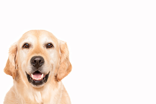 Close-up of a Golden Retriever in front of a white background