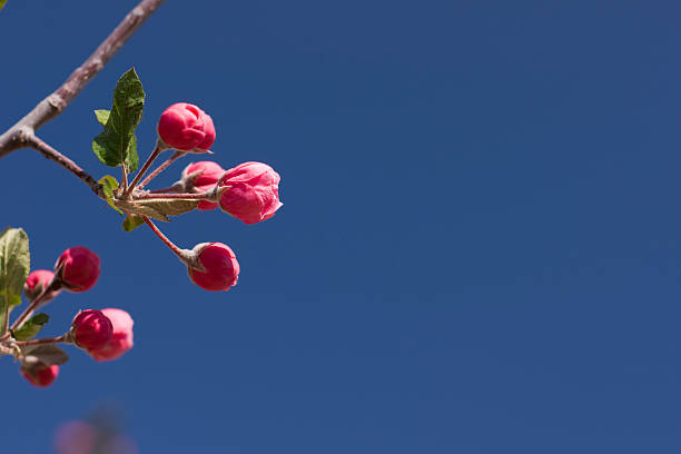 Rama de árbol de manzana de florecimiento - foto de stock