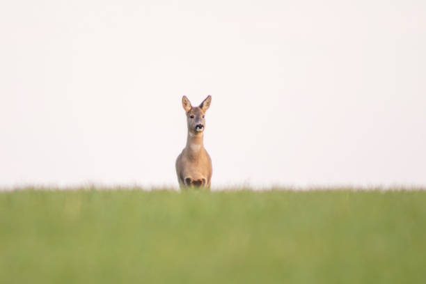 istock beautiful doe doe standing on a green field in spring 1470978930
