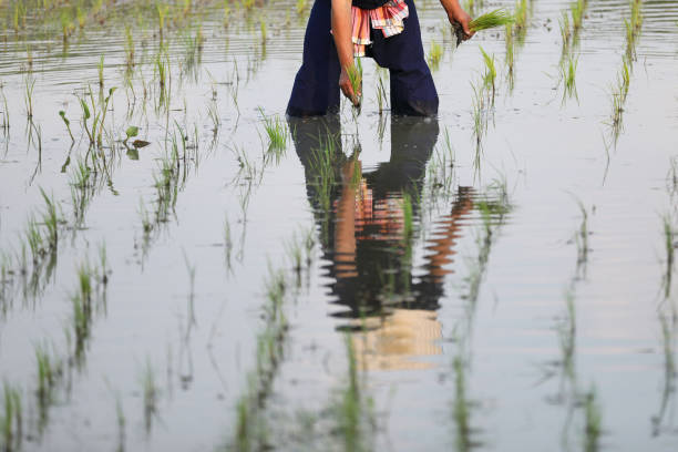 istock Farmer rice planting on water 1470979067