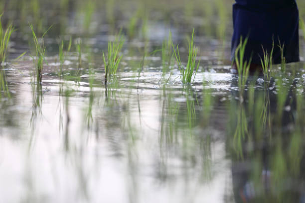 A woman planting rice