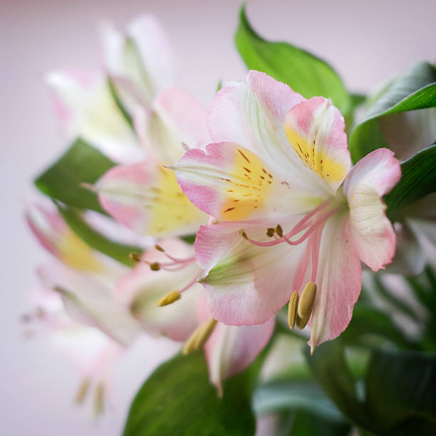 Alstroemeria on White stock photo