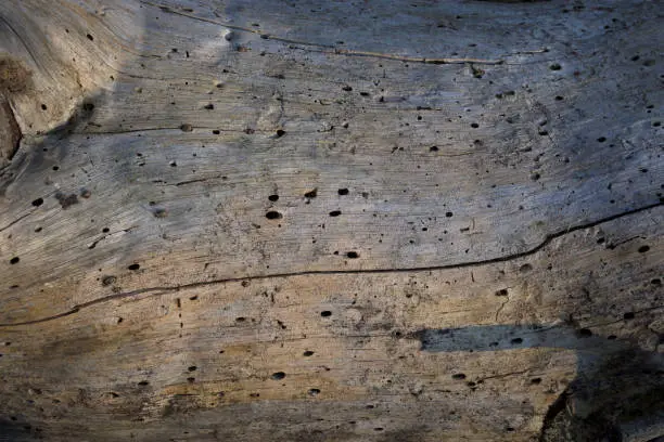 Photo of Dry diseased pine trunk detail holed by termites horizontal