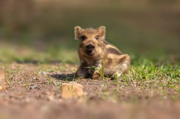a Young wildboar piglet