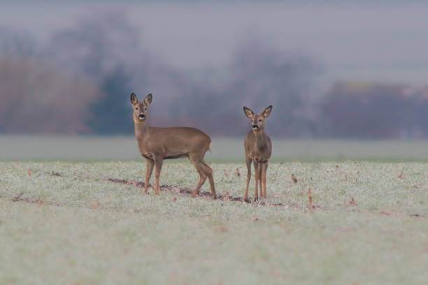 istock group of deer in a field in winter 1470979480