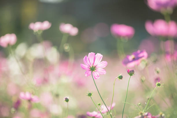 istock Cosmos flower in nature background 1470979501