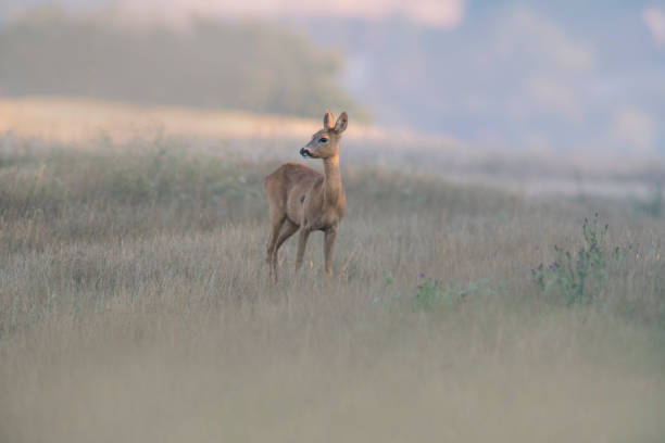 istock beautiful roe deer doe stands on a meadow in summer 1470979640